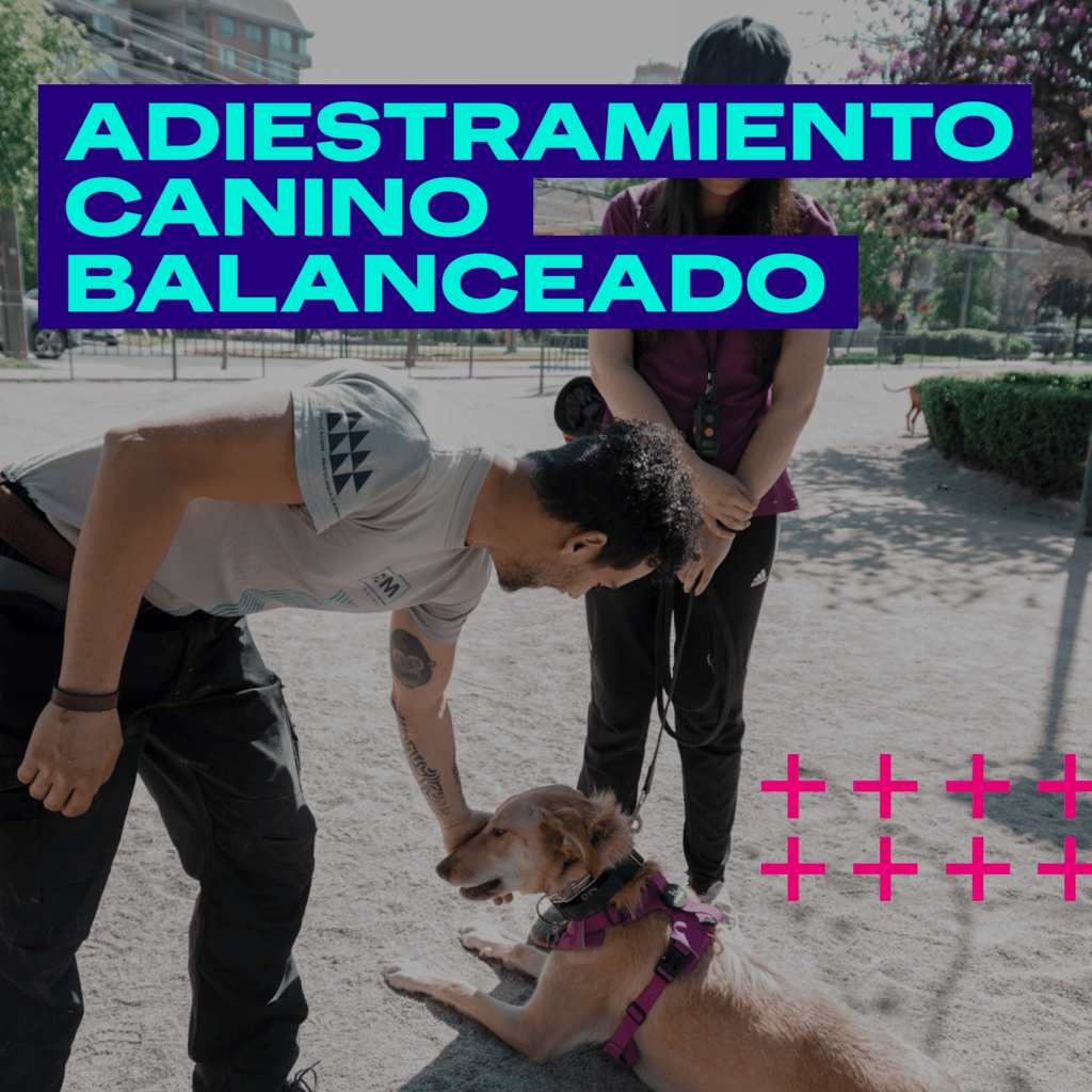 adiestramiento-canino-balancead