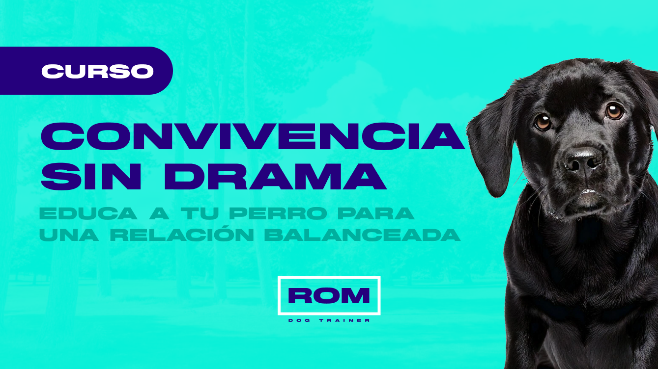 Convivencia sin drama: Educa a tu perro para una relación balanceada