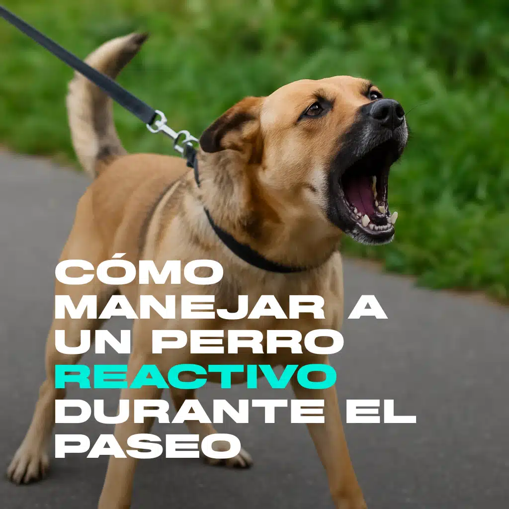Perro reactivo ladrando durante el paseo con correa
